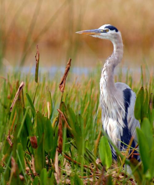 Linna Mount Dora kaunis vaade