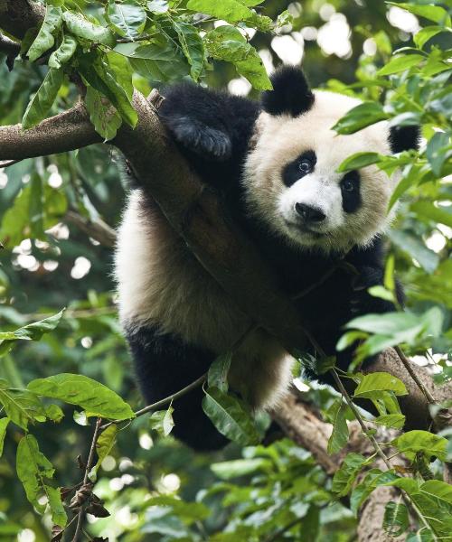 A beautiful view of Chengdu.