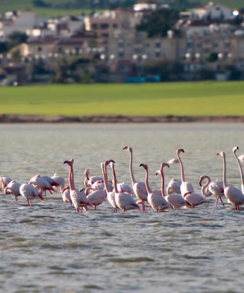 A beautiful view of Larnaca serviced by Larnaca International Airport