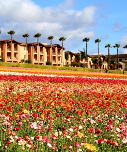 A beautiful view of Carlsbad.