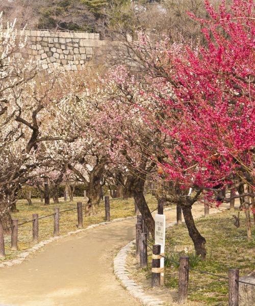 O imagine frumoasă din Higashiōsaka