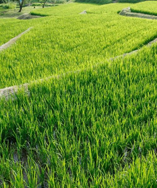 Una hermosa vista de Niigata