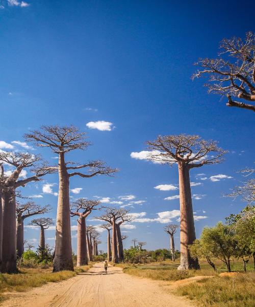 A beautiful view of Morondava