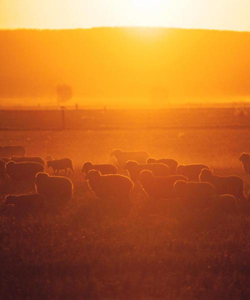 Ein schöner Blick auf Wagga Wagga