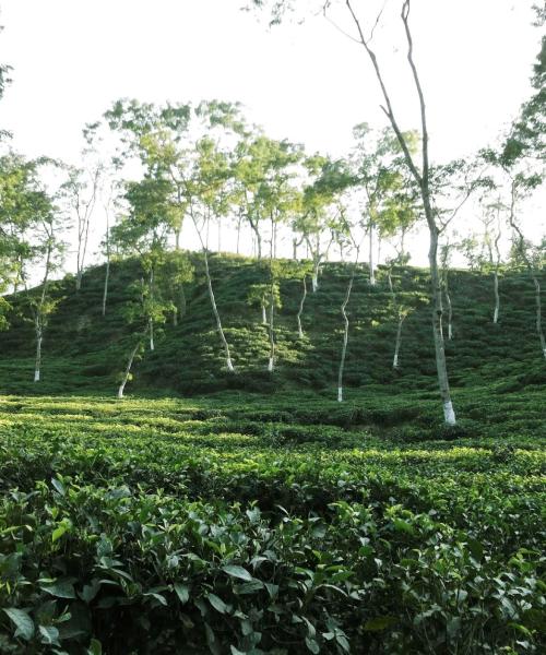 A beautiful view of Sylhet.