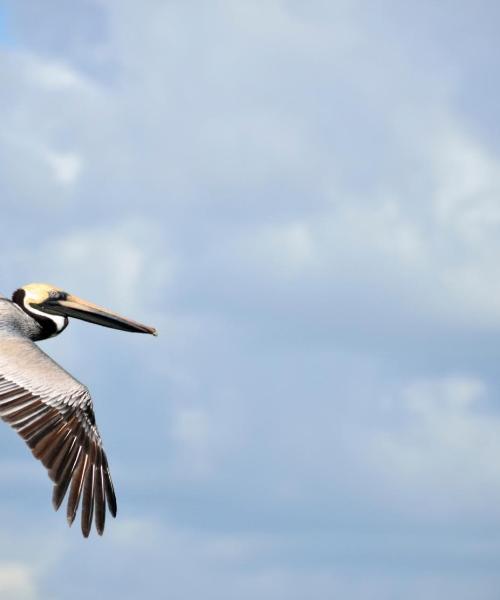 Et flott bilde av New Smyrna Beach