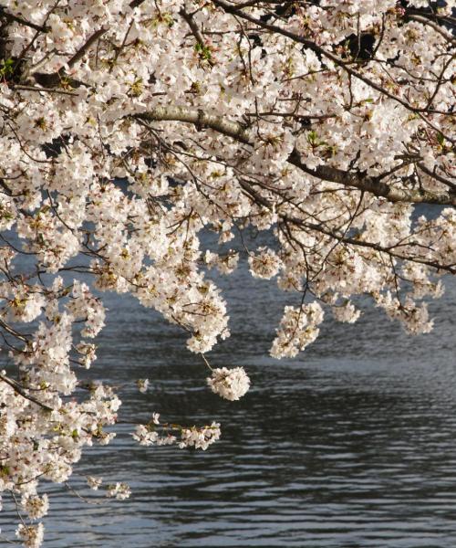 A beautiful view of Fukui