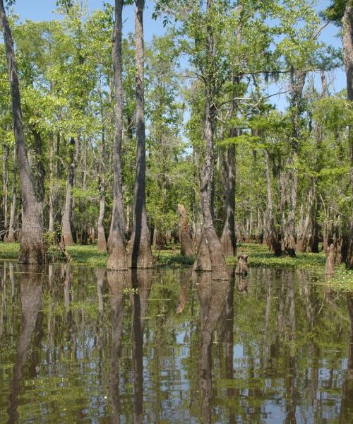 Linna Denham Springs kaunis vaade