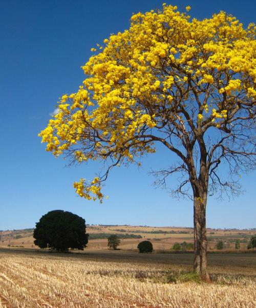 A beautiful view of Patos de Minas