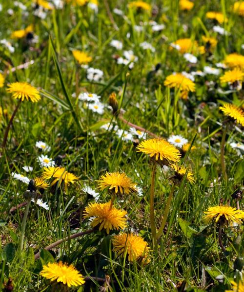 Vermelskirhene: skaista ainava