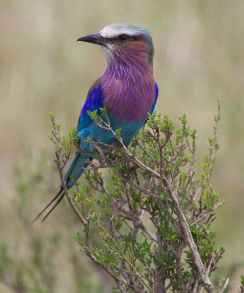 Et smukt billede af Amboseli