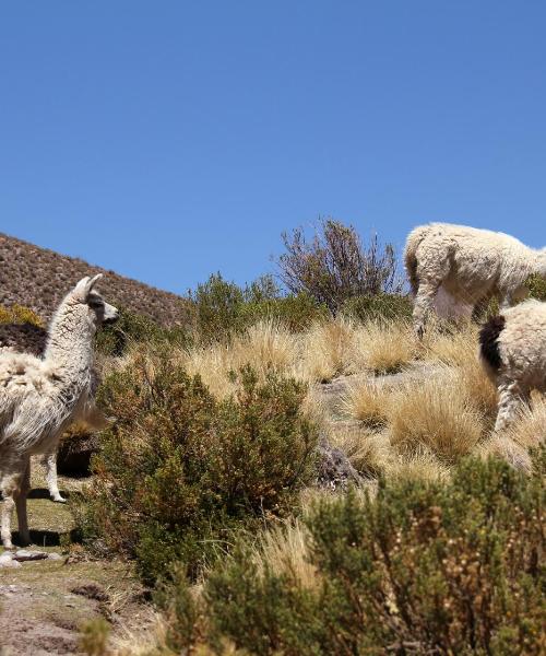 Kaunis näkymä kaupunkiin Cochabamba