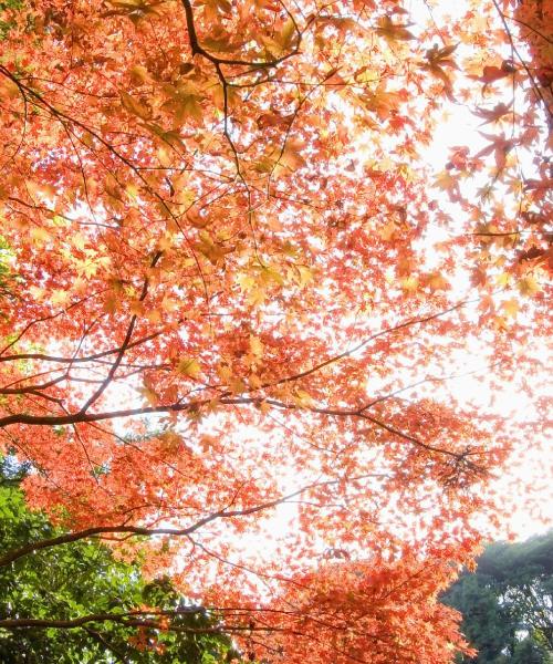 Una hermosa vista de Musashino