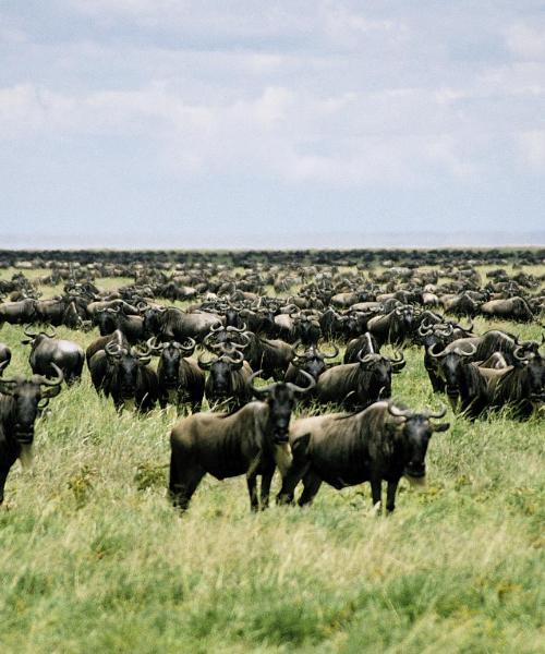 A beautiful view of Serengeti National Park