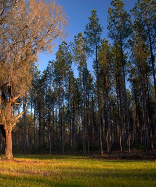 Una hermosa vista de Hinesville