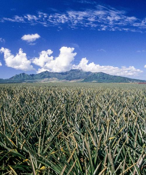 Una bellissima vista di Wahiawa