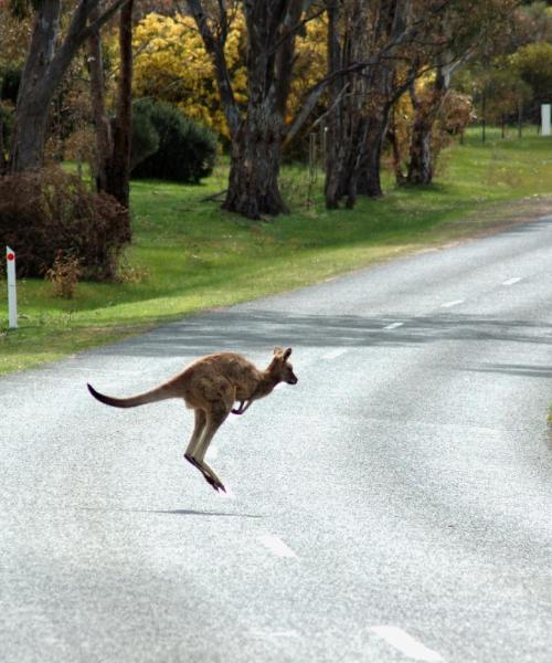 En vacker bild av Wangaratta