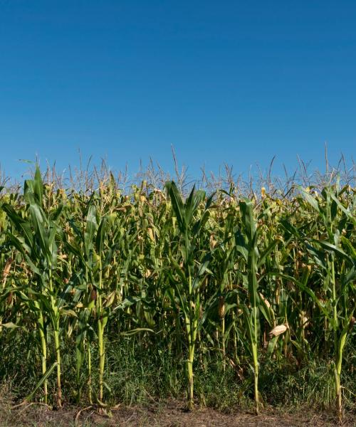 Una bellissima vista di Mattoon