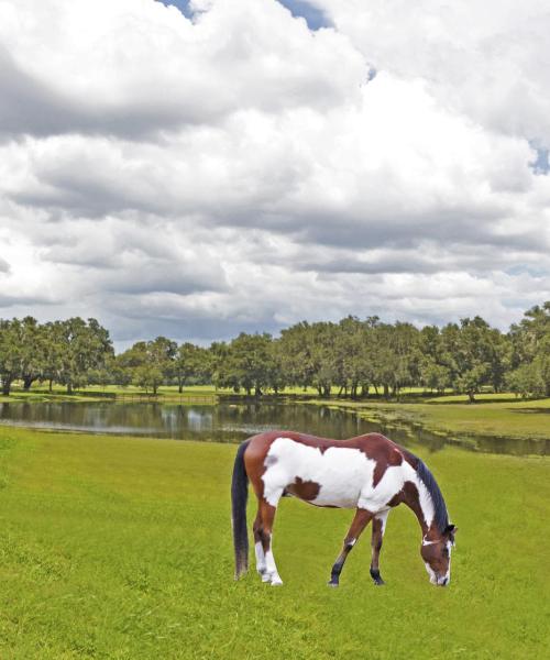 Ein schöner Blick auf Ocala