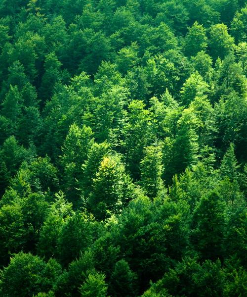 Čudovit pogled na mesto La Ceiba