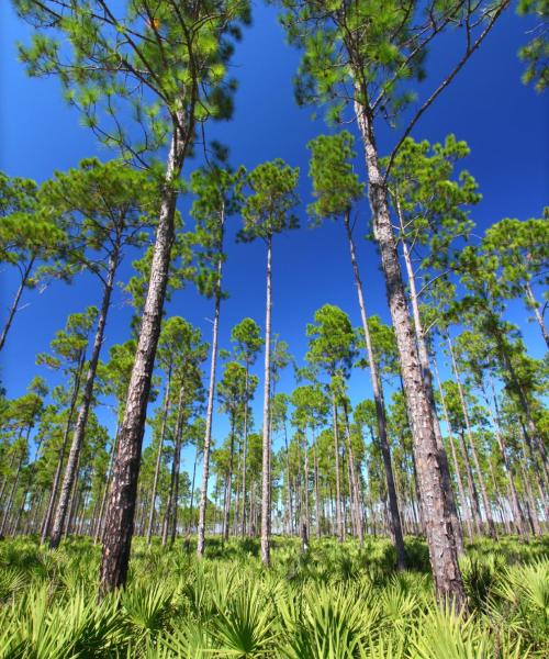 Una hermosa vista de Live Oak