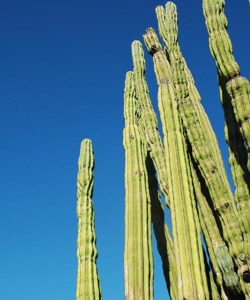 A beautiful view of Mexicali.