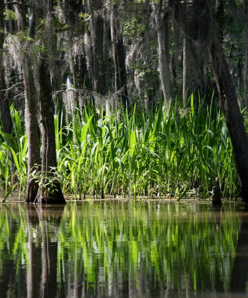 A beautiful view of Slidell.