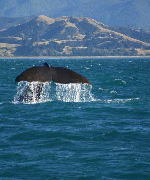 Magandang view ng Kaikoura