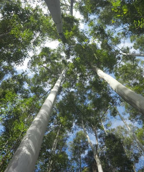 Una bonita panorámica de West Wyalong