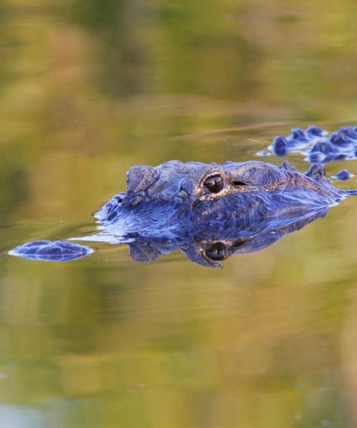 Et flott bilde av Okeechobee