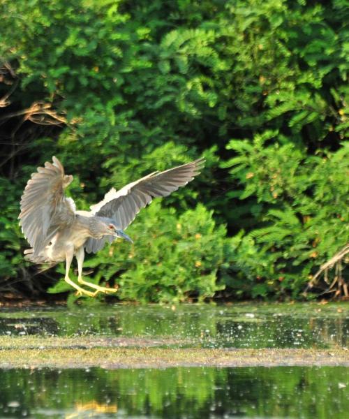 Pemandangan indah bagi Galaţi