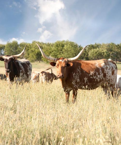 Una bonita panorámica de Abilene