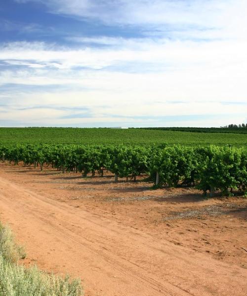 A beautiful view of Mildura