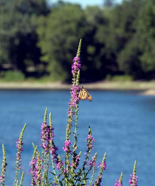 A beautiful view of Thief River Falls
