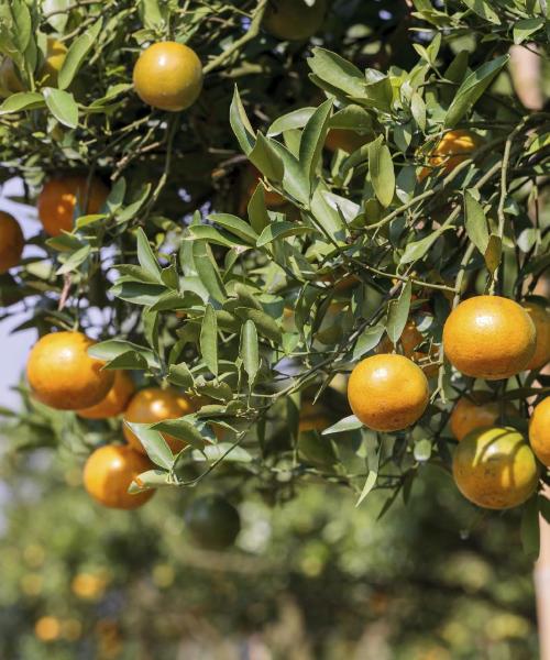 נוף יפה של בארטו