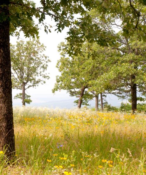 A beautiful view of Arkadelphia