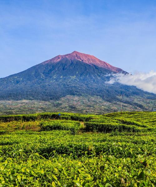A beautiful view of Jambi