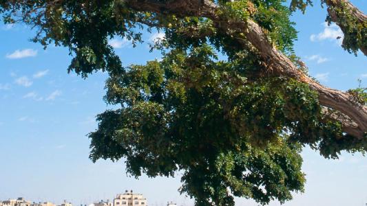 Amman