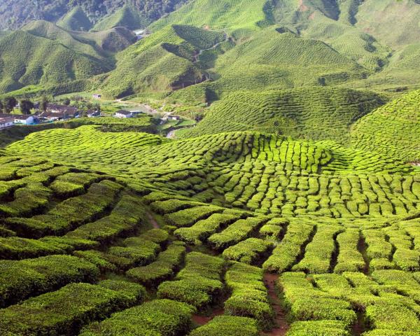 Een mooi uitzicht van Cameron Highlands