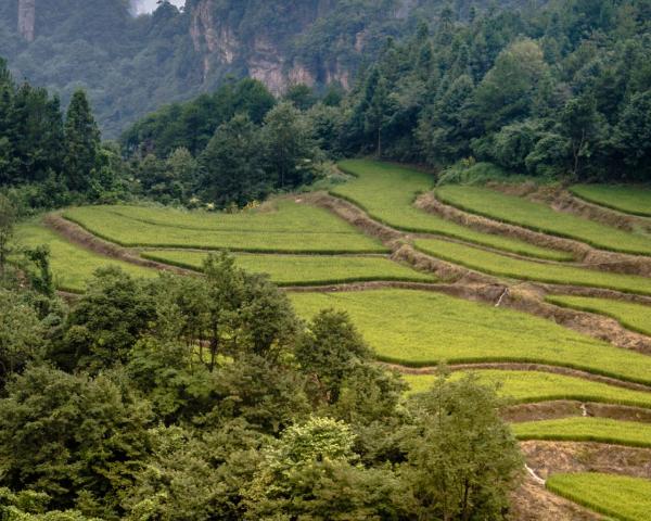 A beautiful view of Zhangjiajie.