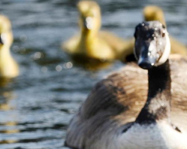 Krásny pohľad na mesto Goose Creek