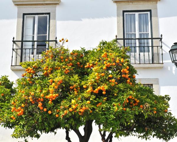 A beautiful view of Loule