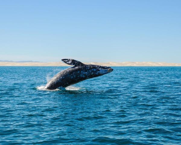 A beautiful view of Guerrero Negro.