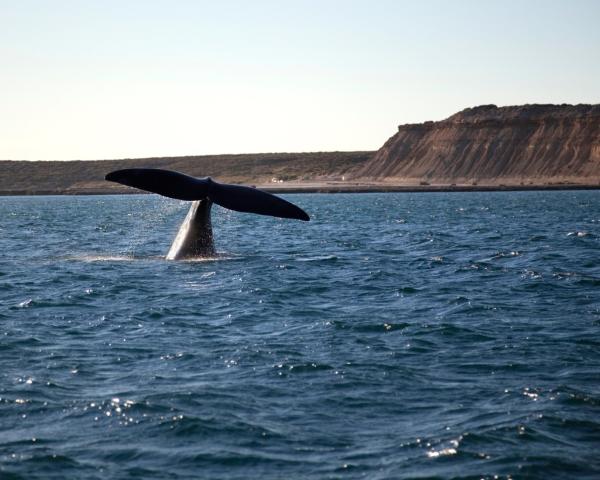 Una bella vista de Madryn