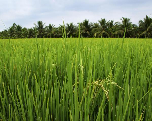 A beautiful view of Ben Tre