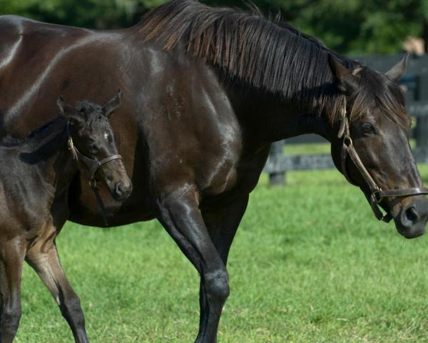 منظر جميل في Wellington