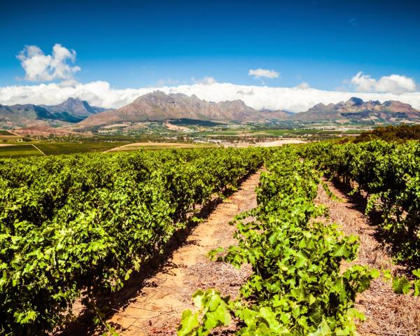 A beautiful view of Stellenbosch.