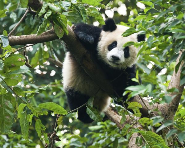 A beautiful view of Chengdu