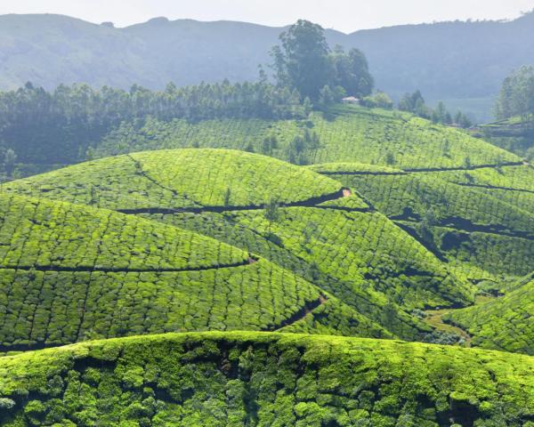 A beautiful view of Munnar