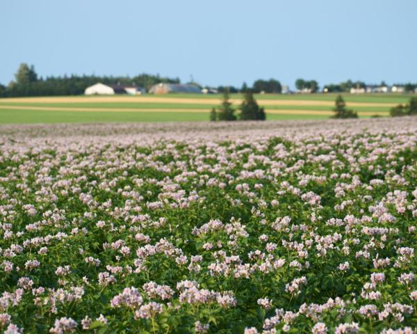 A beautiful view of East Souris.